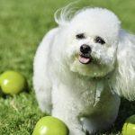 Can Dogs Eat Apples?