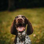 Communicating with your dog will lead to a more satisfying holiday for you both