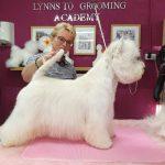 A happy dog being groomed