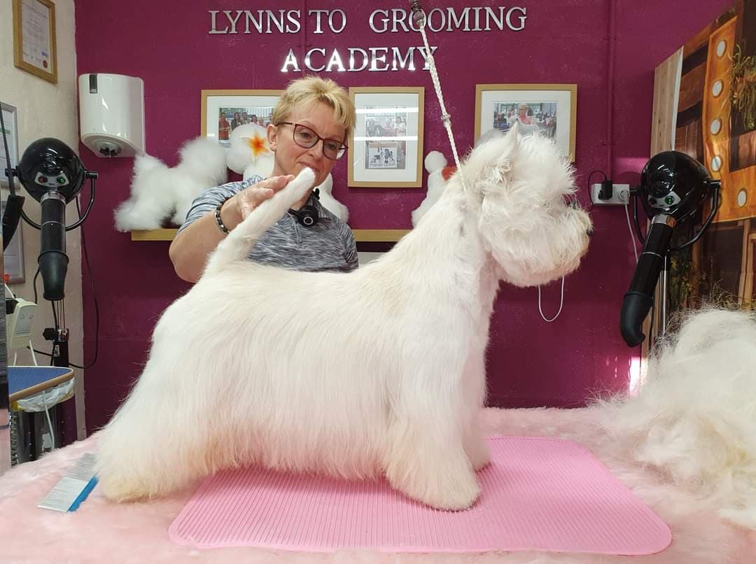 A happy dog being groomed