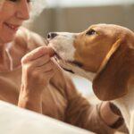 A Dog enjoying a tasty treat