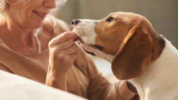 A Dog enjoying a tasty treat