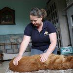 A dog receiving a massage from physiotherapist Dominique Armitage Riley