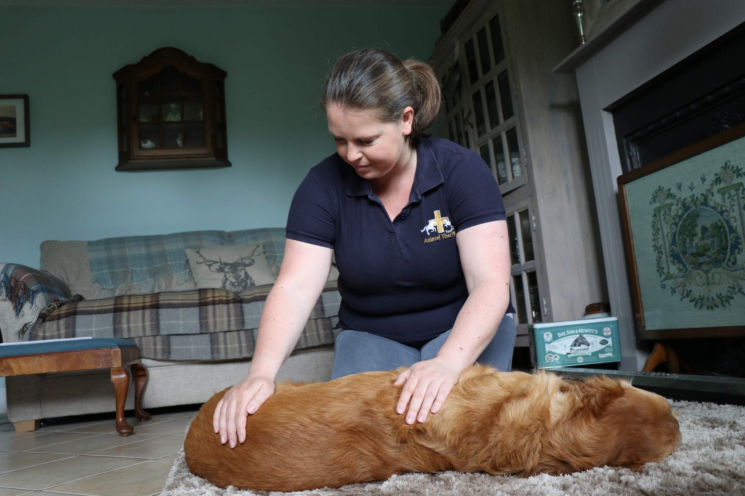 A dog receiving a massage from physiotherapist Dominique Armitage Riley