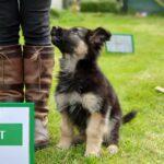 A dog doing Parkour/Barkour on an obstacle course