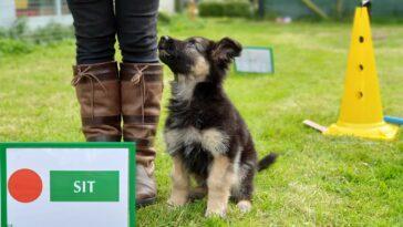 A dog doing Parkour/Barkour on an obstacle course