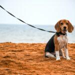 A happy beagle dog on a beach