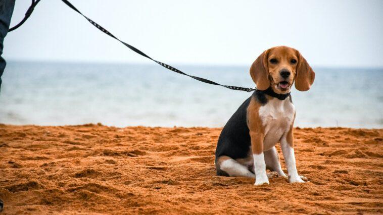 A happy beagle dog on a beach