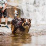 15 Dog Friendly Places To Stay in the UK's National Parks