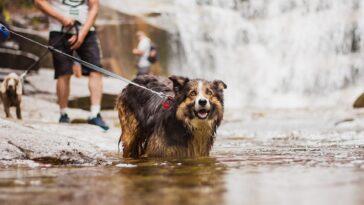 15 Dog Friendly Places To Stay in the UK's National Parks