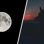 A full moon can make dogs act very differently