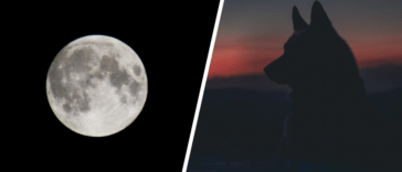 A full moon can make dogs act very differently