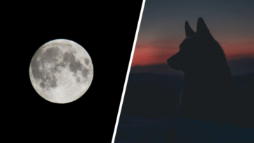 A full moon can make dogs act very differently