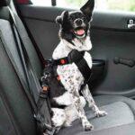 Travel sickness can ruin the start of a holiday for our furry friends.