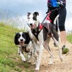 Canicrossing is both a great way to get exercise and bond with your dog