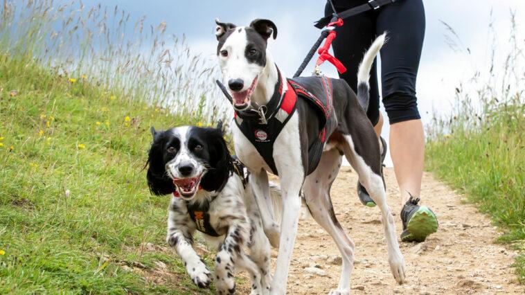 Canicrossing is both a great way to get exercise and bond with your dog