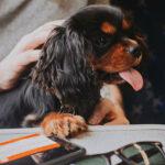 Not everyone realises that dogs are welcome on trains in Wales but they are and often free of charge