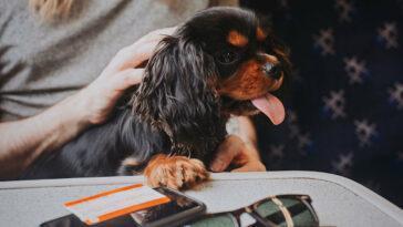 Not everyone realises that dogs are welcome on trains in Wales but they are and often free of charge