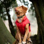 dog in a coat