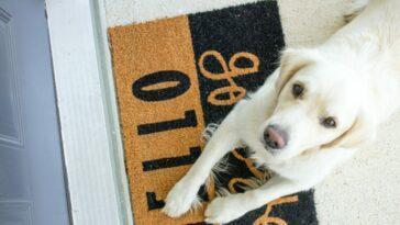 Best 10 Doggy Doormats to wipe your paws on!