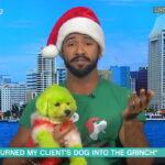 Cute or cruel? this dog groomer performs elaborate makoevers on pooches