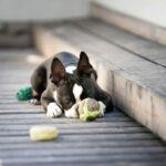 A cute Boston Terrier enjoying some lazy time