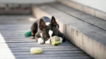 A cute Boston Terrier enjoying some lazy time