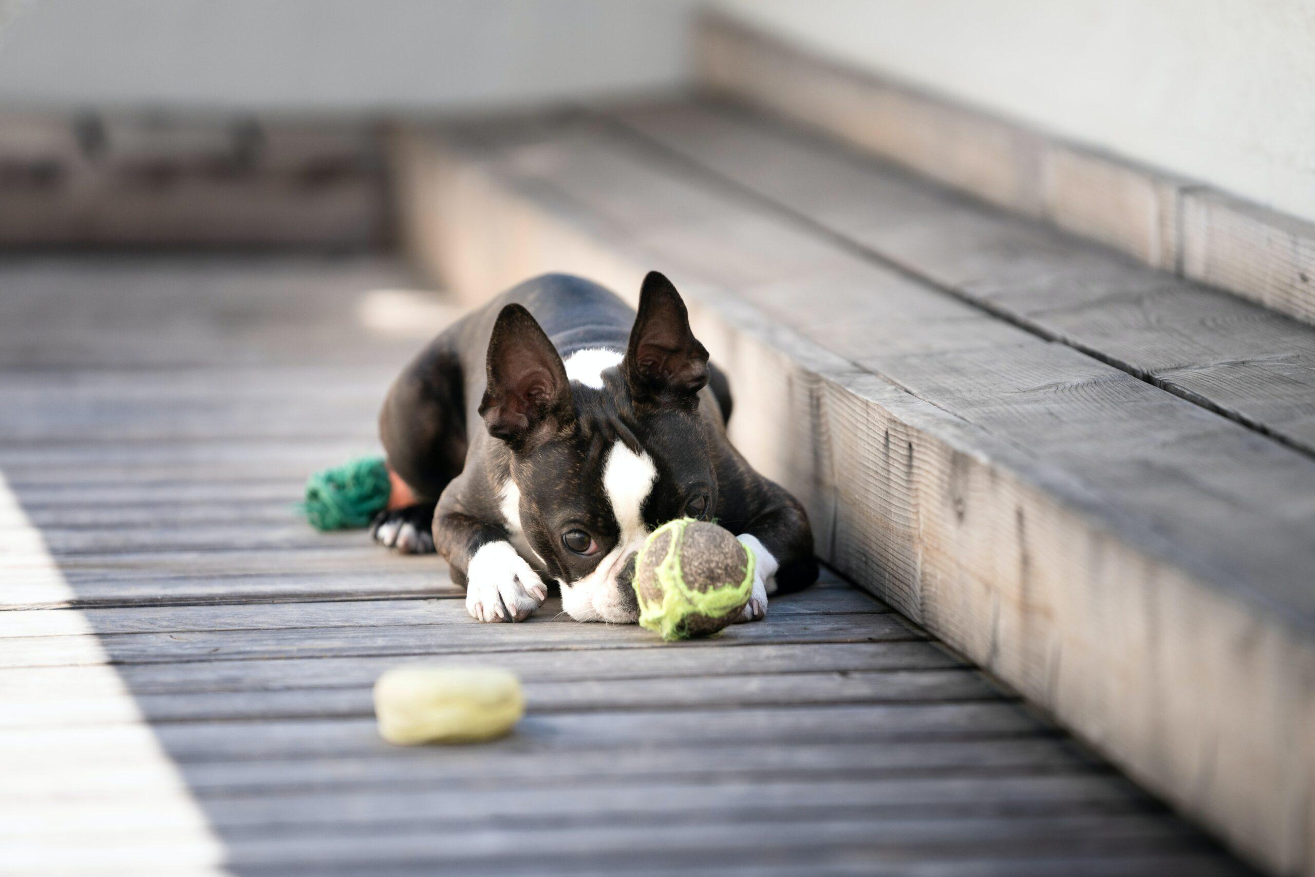 A cute Boston Terrier enjoying some lazy time