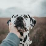 Get to grips with taking photos of your pooch and the equipment you need with this helpful guide!