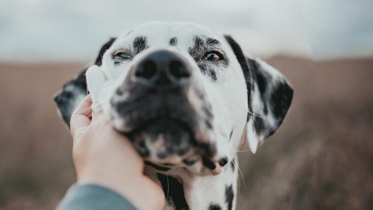 Get to grips with taking photos of your pooch and the equipment you need with this helpful guide!