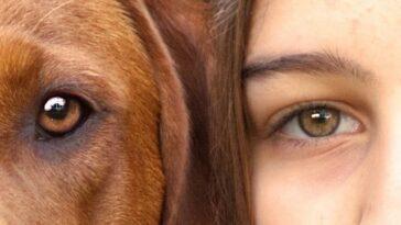 Huxley is an assistance dog trained to be on the lookout for warning signs of a seizure