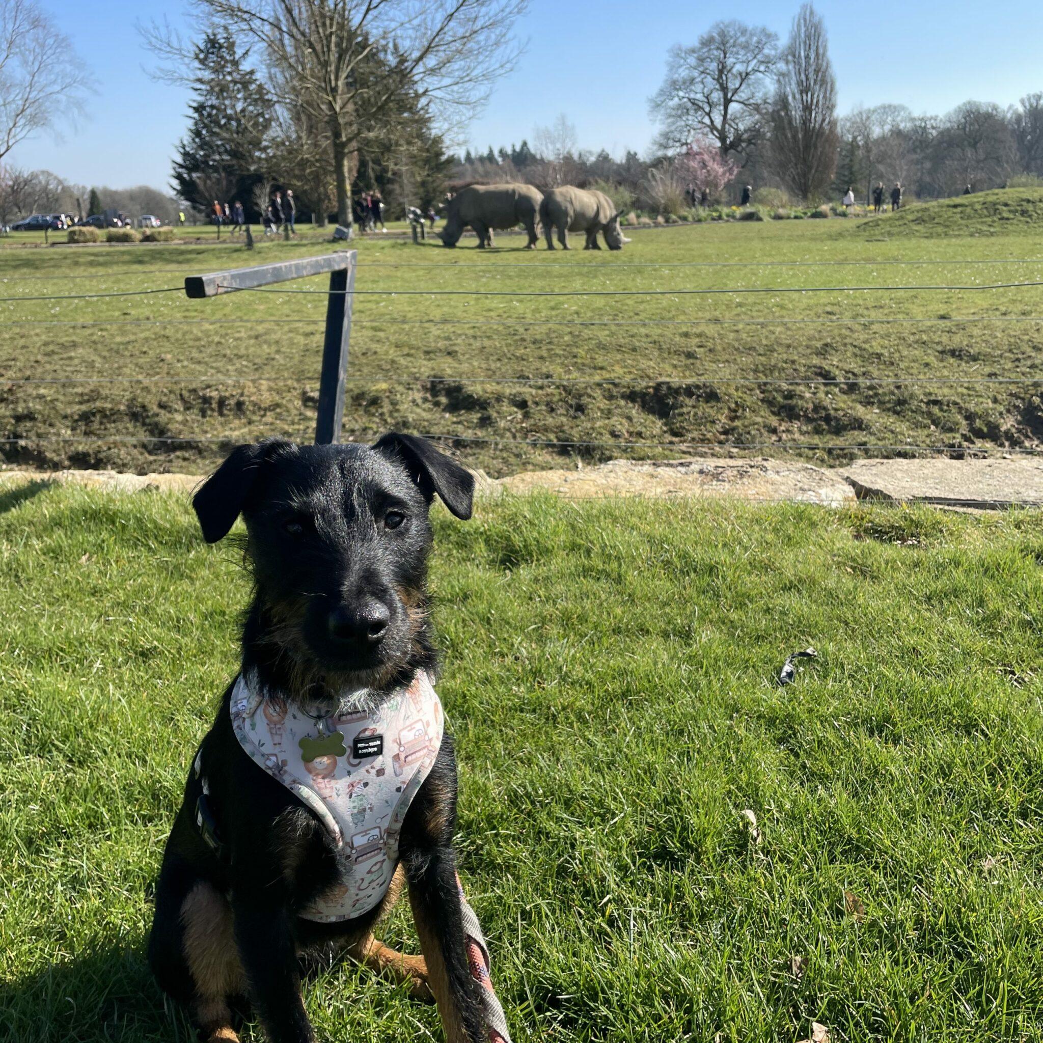 Dog Friendly Petting Zoos & Farms To Visit With Your Pooch Houndy