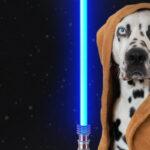 Loki is feeling the paws of all these Star Wars dog gifts!
