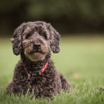 Cockapoos are one of the cutest breeds around, but don't take our word for it! Check out these adorable Insta pups!