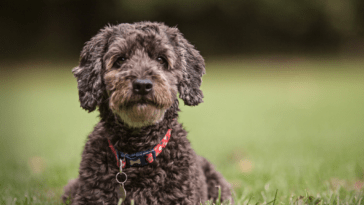Cockapoos are one of the cutest breeds around, but don't take our word for it! Check out these adorable Insta pups!