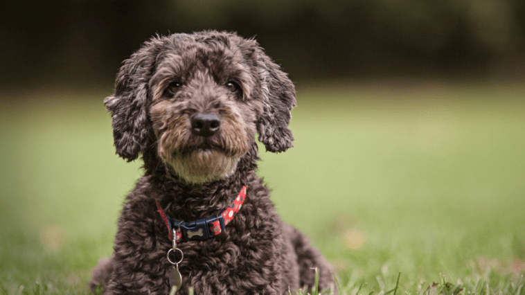 Cockapoos are one of the cutest breeds around, but don't take our word for it! Check out these adorable Insta pups!