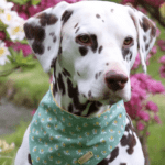 Farmypaws