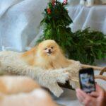 Dogfluencers on Instagram are extremely lucrative with some famous pooches making hundreds per post!