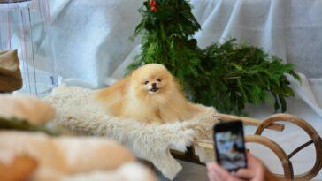 Dogfluencers on Instagram are extremely lucrative with some famous pooches making hundreds per post!