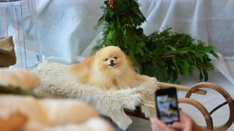 Dogfluencers on Instagram are extremely lucrative with some famous pooches making hundreds per post!