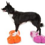 Canine conditioning is a great way to keep your pooch healthy and well