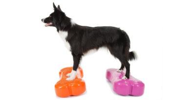 Canine conditioning is a great way to keep your pooch healthy and well
