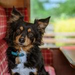 dog friendly attractions south devon