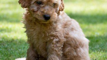 Cockapoos are an adorable hybrid breed