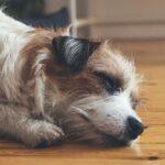 Keep your hardwood floors clean and hair free with our top tips!