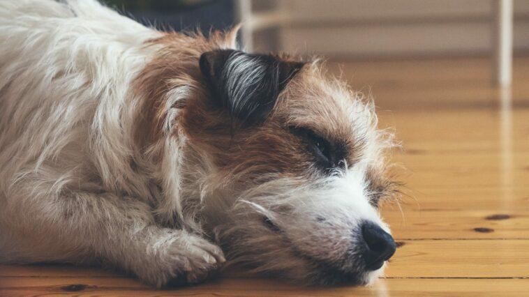 Keep your hardwood floors clean and hair free with our top tips!