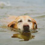 Follow these top tips to make sure your dog stays cool and doesn't overheat this summer!