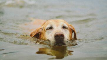 Follow these top tips to make sure your dog stays cool and doesn't overheat this summer!