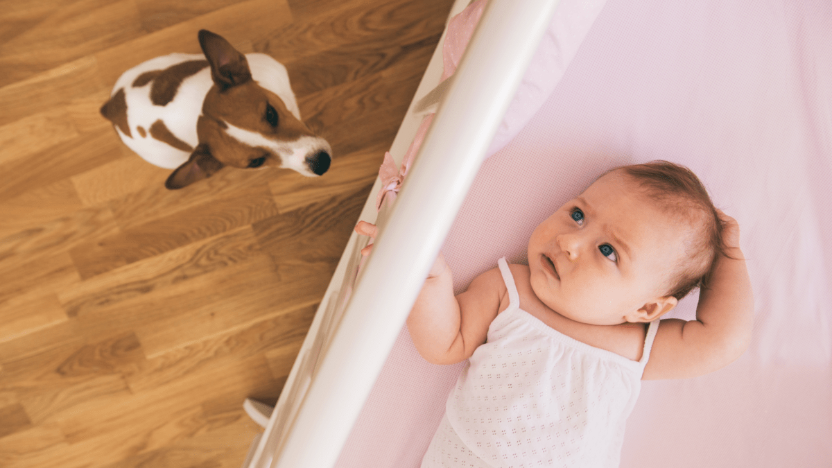 Dogs And Newborns5 Expert Tips Houndy