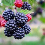 can dogs eat blackberries? Many dog owners are unaware that some berries berries are good for your dog while some can be posionous!
